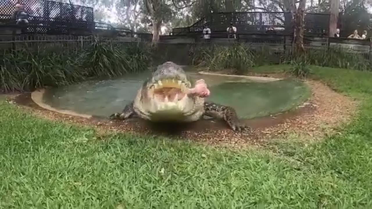 Big Saltwater Crocodile