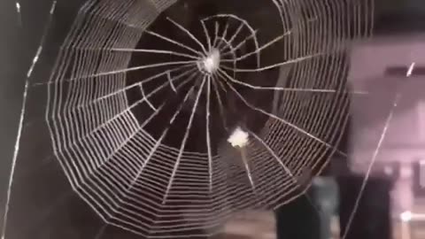 🕷️✨ You Won't Believe How This Spider Spins Its Web! | FeedMyCuriosity