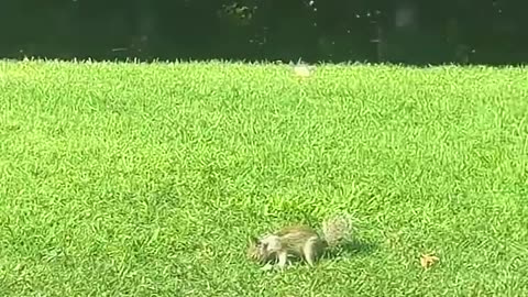 funny animal video🤣🤣🤣