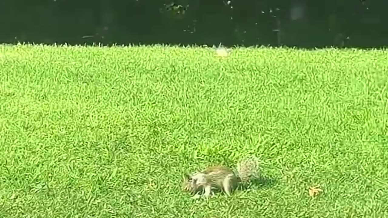 funny animal video🤣🤣🤣