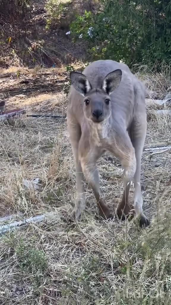 Australian kangaroo