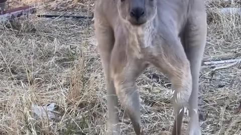 Australian kangaroo