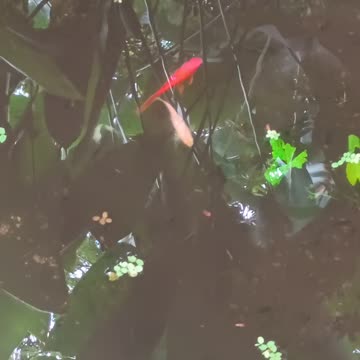 7.9.2025 From the Pond