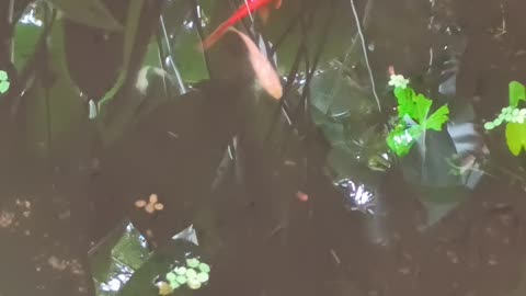 7.9.2025 From the Pond