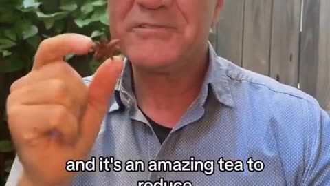 Star Anise