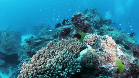 The Deep Blue Relaxation: 3-Hour 4K Underwater Film with Coral Reefs
