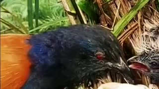 Natural Animal next part