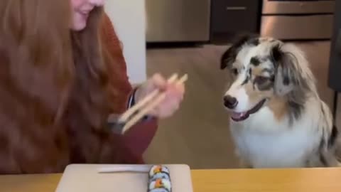 A dog that knows how to make rolls.