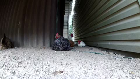 Naptime Behind The Hut!