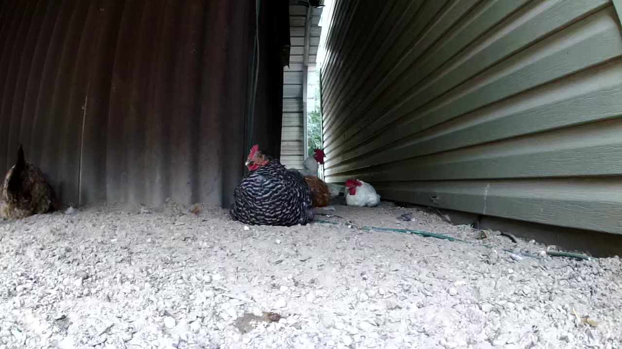 Naptime Behind The Hut!