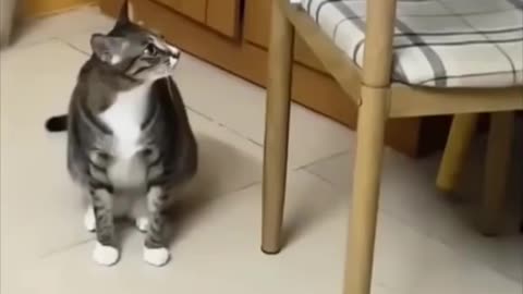 New Funniest Cats and Dogs Clips 2025😼🐶Try Not To Laugh😜 Part 2
