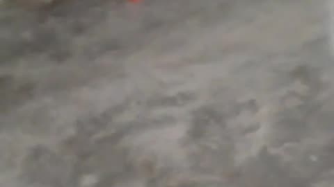 Bumpy The Dog Oxacana Mexico