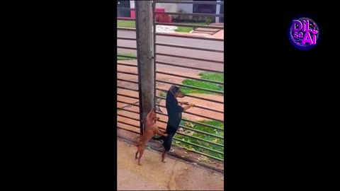 Funny animal videos 2025