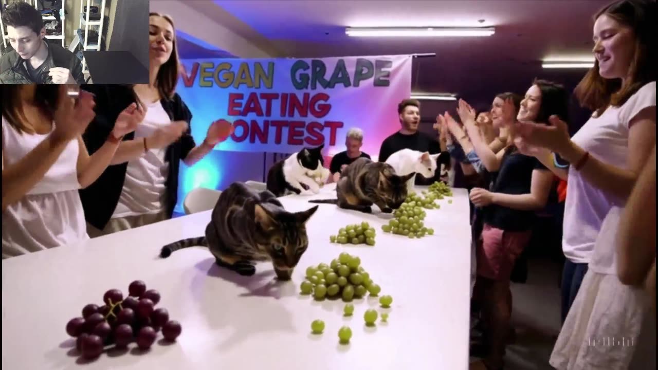The Cats Attempt The Vegan Grapes Eating Contest Fake Funny Parody Video