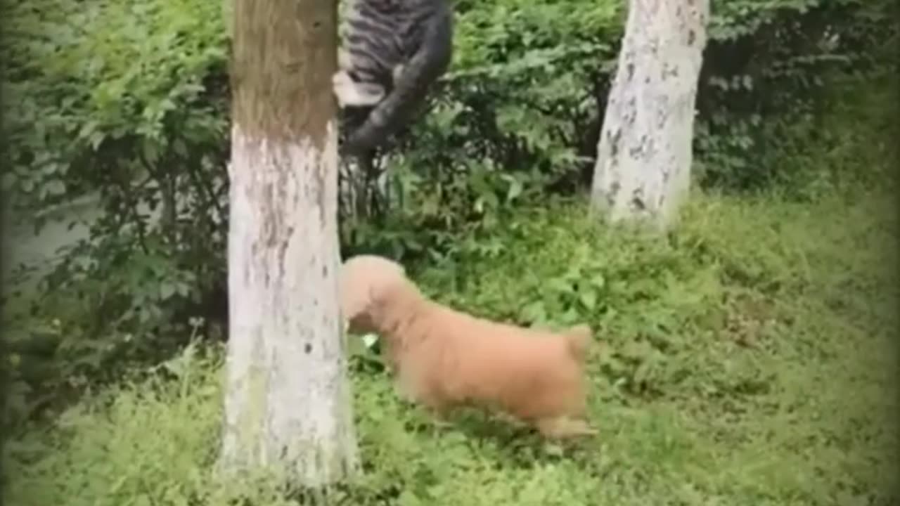 Smart Cat Outsmarts Dog in the Funniest Hide and Seek Ever!