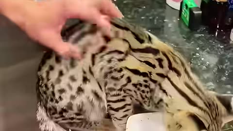 This family rescued a helpless kitten on the road and raise