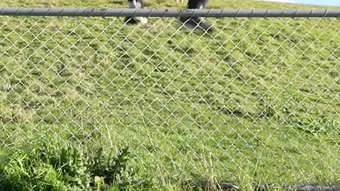 How Animals Jump Fences (with EMOJIS) 🐶🦘🫣😂 | Funniest Compilation Ever! #shorts