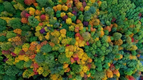 Iran in 4K Fall in Hyrcanian Forest پاییز در جنگل های هیرکانی