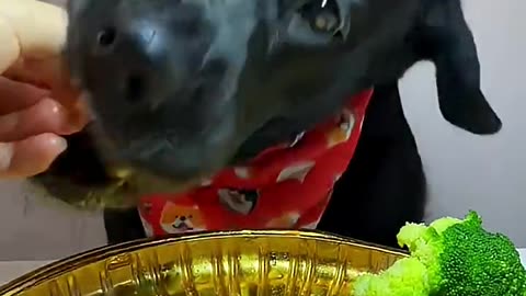 It’s time to eat!Come and have a meal!Fantastic animals on TikTok, cute pet debut plan, my god, it