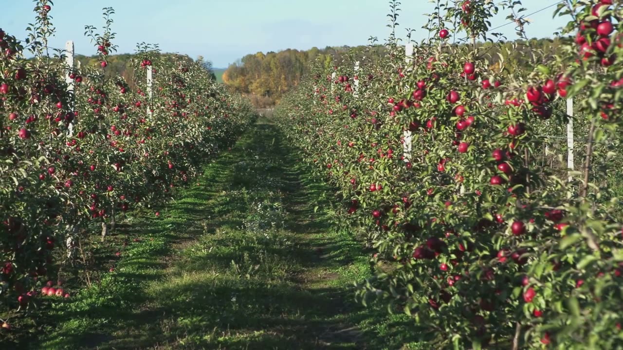 Apple - More Than a Tasty Snack