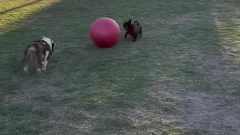 #31_Funniest_Cats_And_Dogs_videos_🐶🐱_#funny_#animals_#cuteanimals