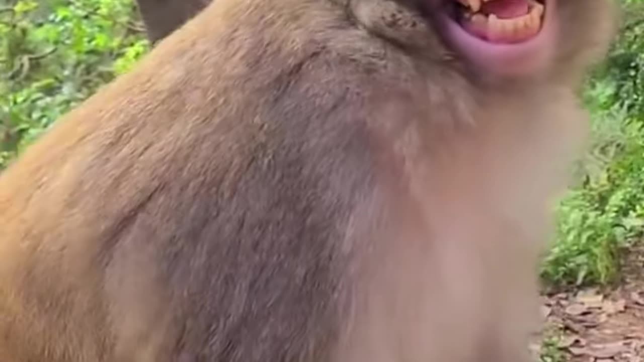Funny Animals ♥️