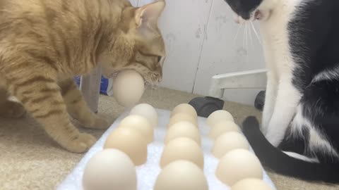 Cats' Everyday Quirky Behaviors​
