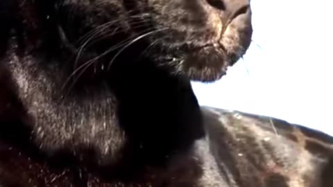 Black Panther Vs Tiger 🔥 #nature #wildlife #panther #tiger