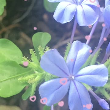 Classic blue flower, brings calmness, confidence👍