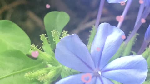 Classic blue flower, brings calmness, confidence👍