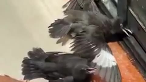 These birds saw a person feed an injured bird, so they all started pretending to be injured as well.