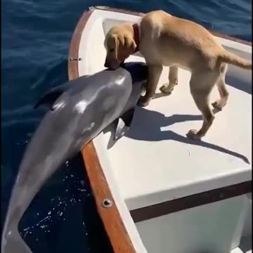 Dolphin and Dog have a special friendship