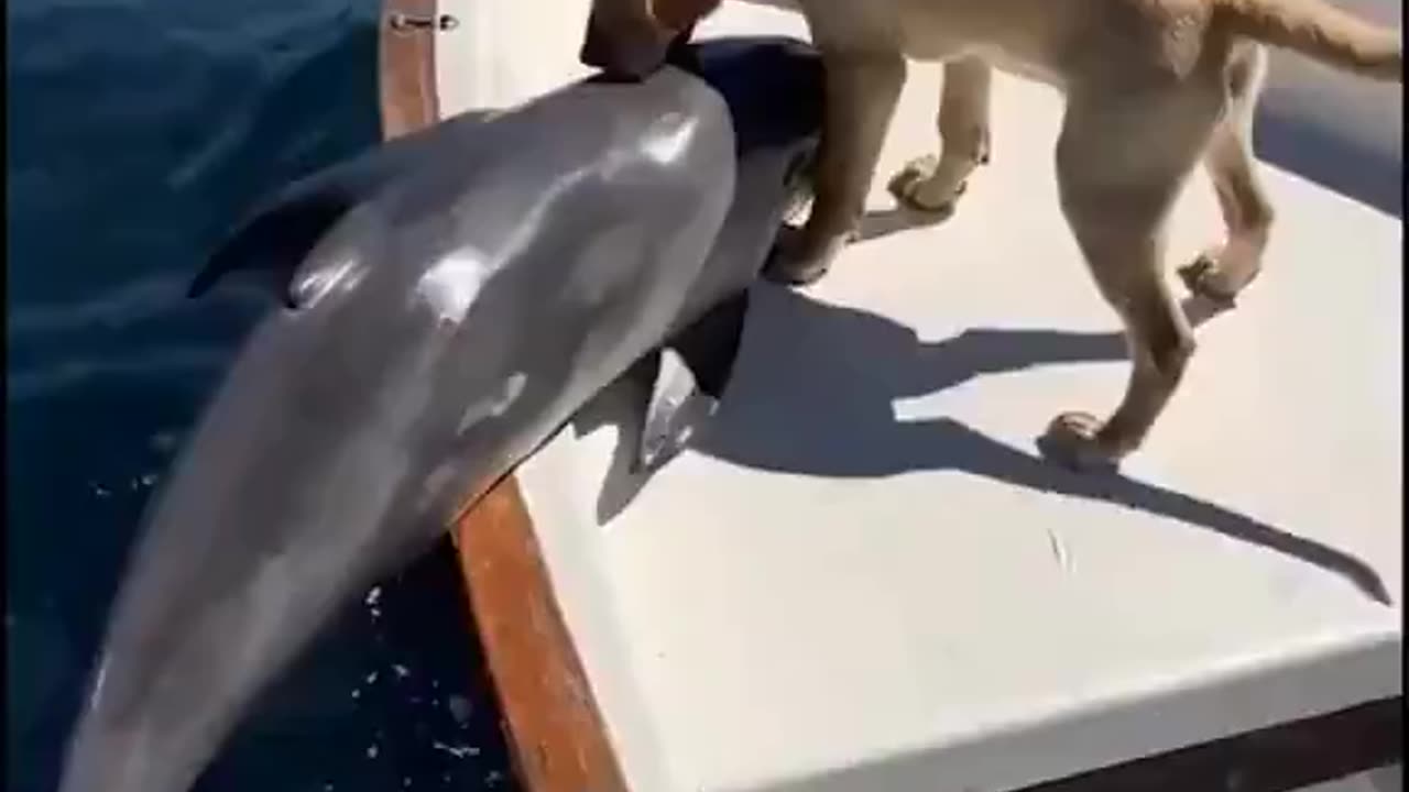 Dolphin and Dog have a special friendship