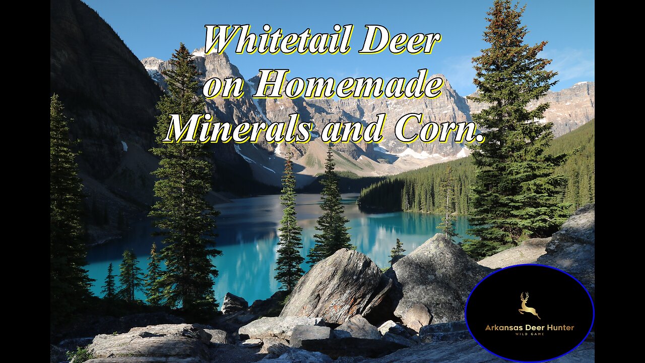 Whitetail Deer on Homemade Mineral Mix and Corn