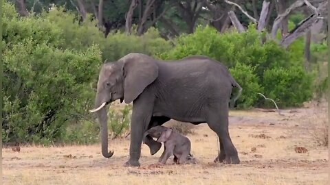 STAND UP AND WALK MOTHER ELEPHANT TEACHING NEWLY BORN CALF🐘❤️🥰