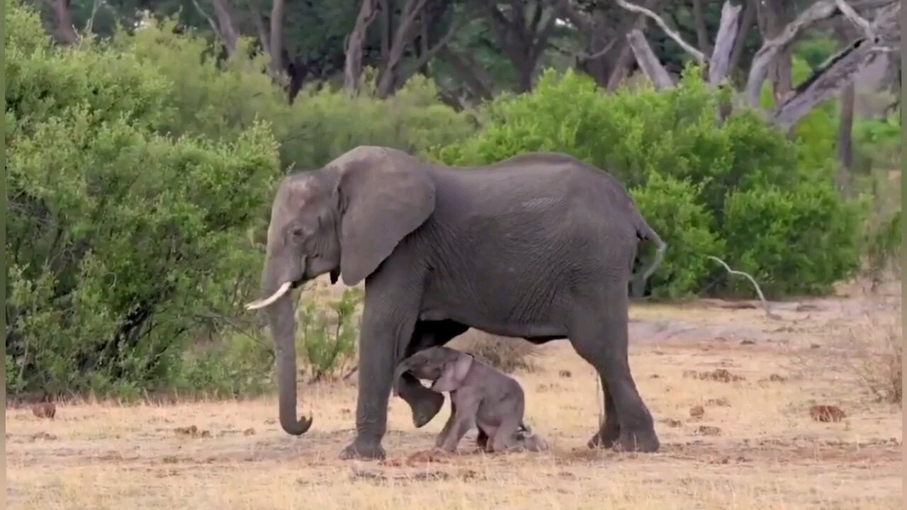 STAND UP AND WALK MOTHER ELEPHANT TEACHING NEWLY BORN CALF🐘❤️🥰