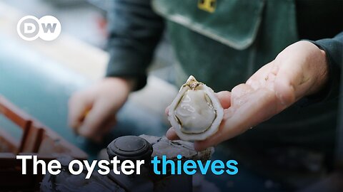 A tough business - The oyster farmers of Arcachon | DW Documentary