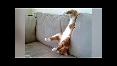 EXPLODE from LAUGHING TOO HARD now! - Super HILARIOUS & FUNNY ANIMAL videos