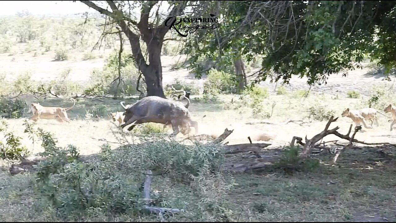 23 Lions vs a Buffalo - What Happens ??