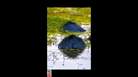 মাছ ধরার নতুন টেকনিক #reels #amazing #animals