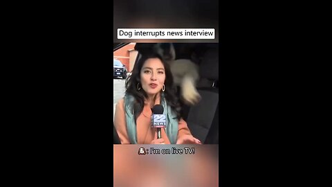 🤣🤣 Funny dogs interrupts news channels