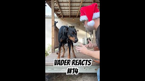 Vader Reacts #14: Santa’s Music School Joke Fell Flat 🎅🤣🐾