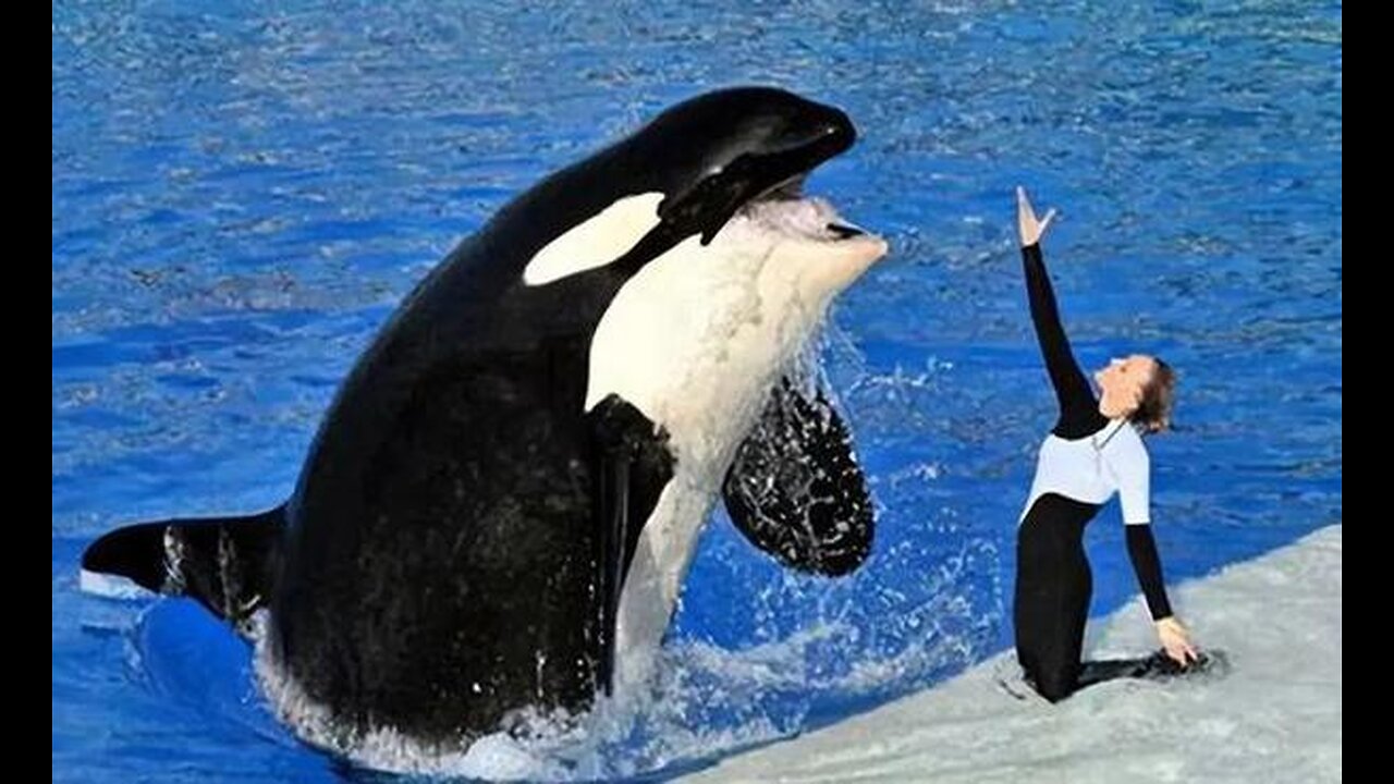 Jessica Radcliffe Orca Attack Jessica