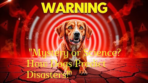 Why do some dogs seem to predict disasters?