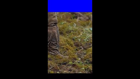 लड़की दलदल मे फस गई #viral #video