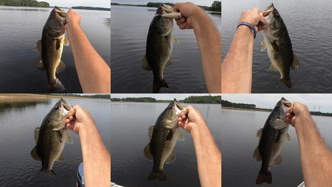 Spinnerbait and Top Water Largemouth!