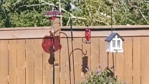 Hummingbirds