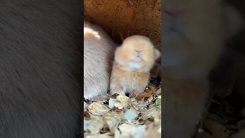 Chubby little rabbit, cute pet rabbit, pastoral little cute pet