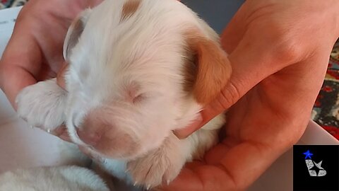 WOW! ARE THESE #cute #puppies #real OR DOLLS?! WHAT TINY #little PAWS! #shorts #short