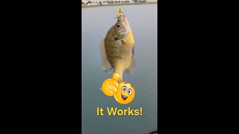 Wow, did not know how good this Micro Lure was... #ultralightfishing #bfsfishing #fishing